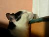 20070203DSCN1598.jpg
